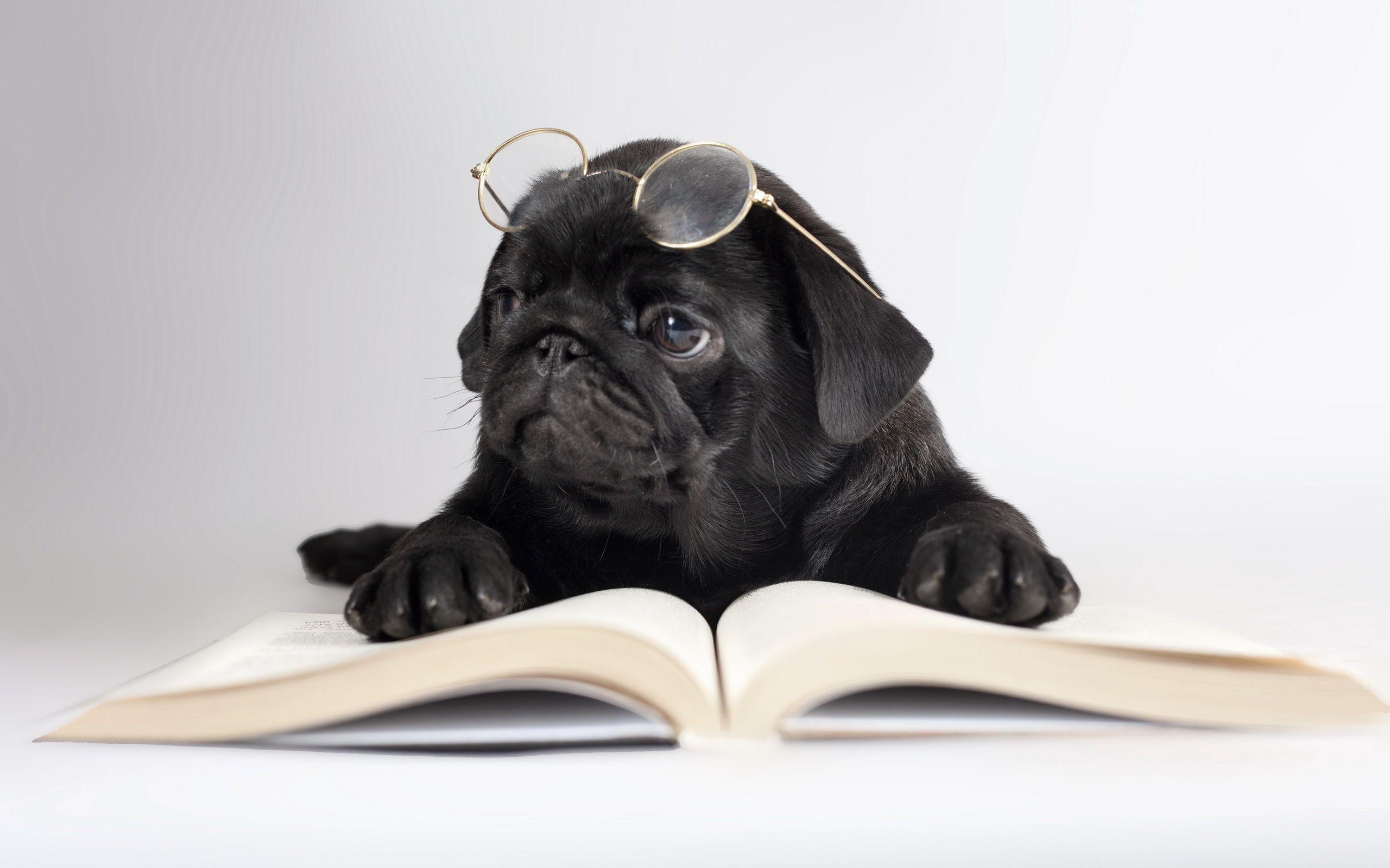 Dogs Black Pug Glasses Book Animals humor puppy wallpaper