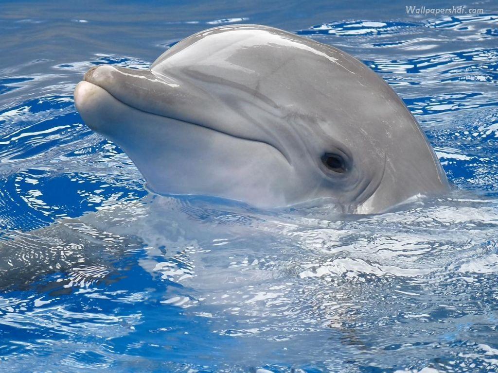 Dolphins Wallpaper 3D Nature Free Wallpaper for Background
