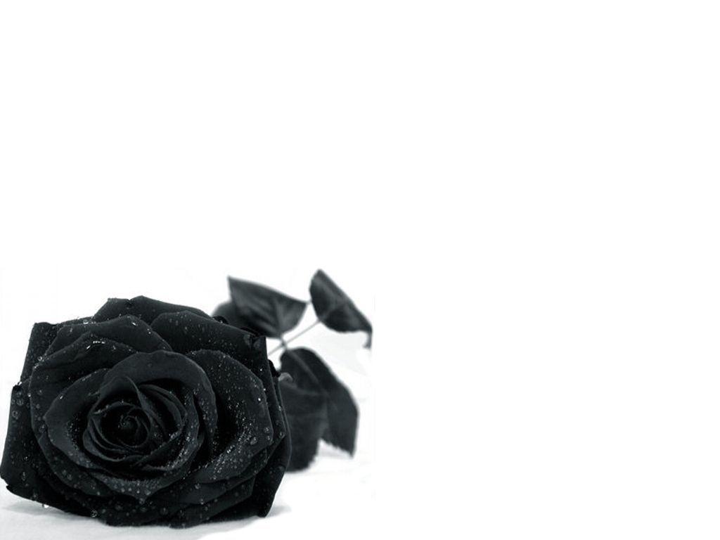 Black Rose Flower Desktop Background. TanukinoSippo