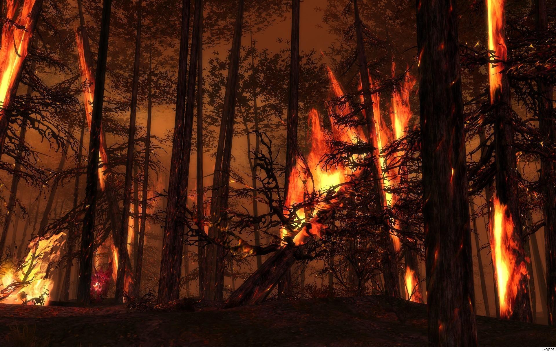 Landscapes forest woods fire flames wallpaperx1215