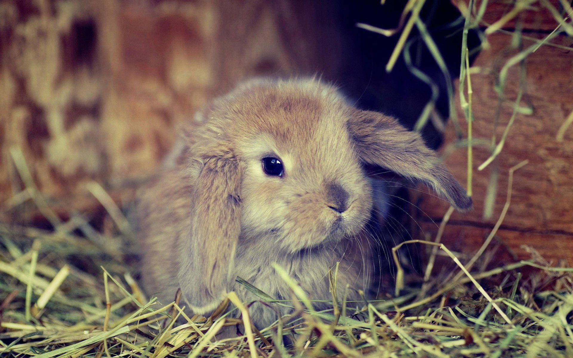 Cute fluffy bunny Wallpaper