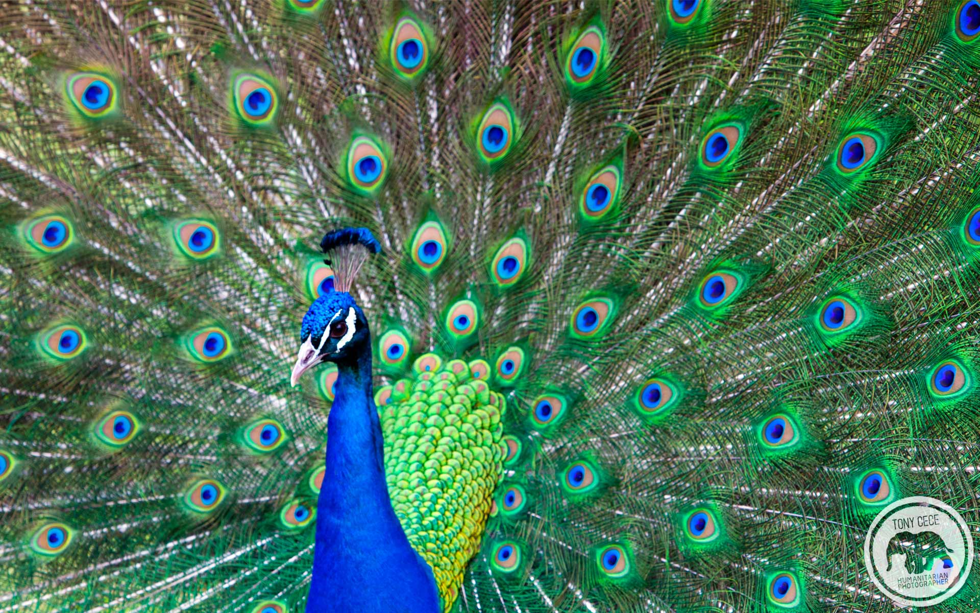Peacock Wallpaper HD wallpaper search