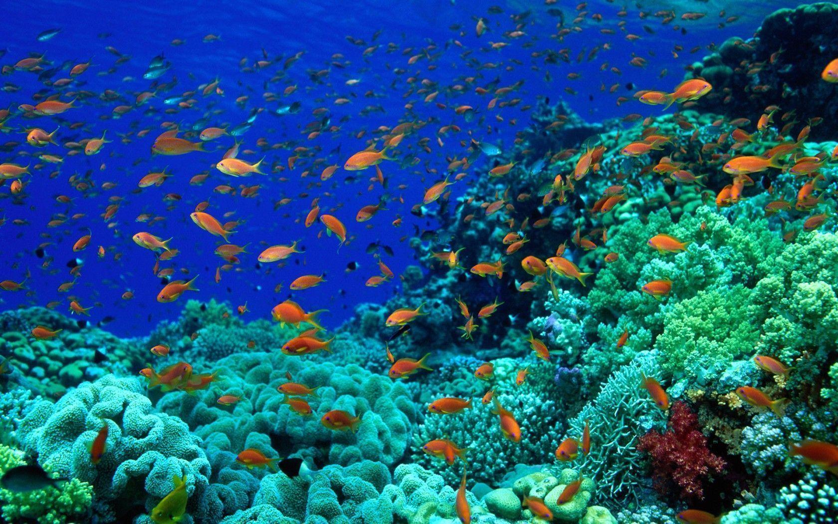 Ocean Floor Coral Image & Picture