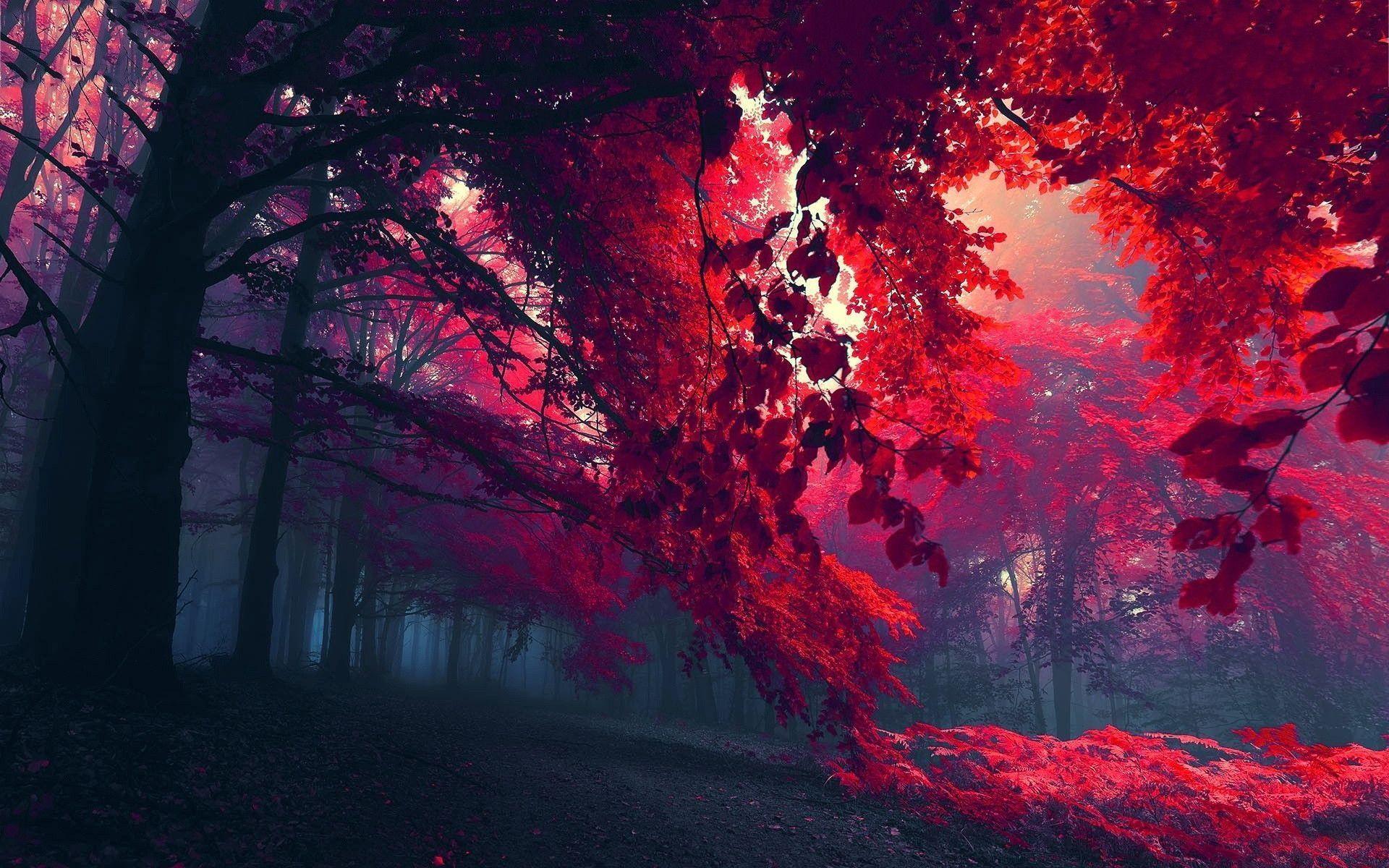 Wallpaper For > Red Autumn Leaves Wallpaper