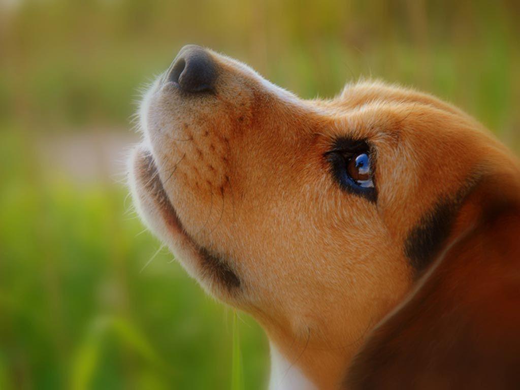 Muzzle of beagle wallpaper