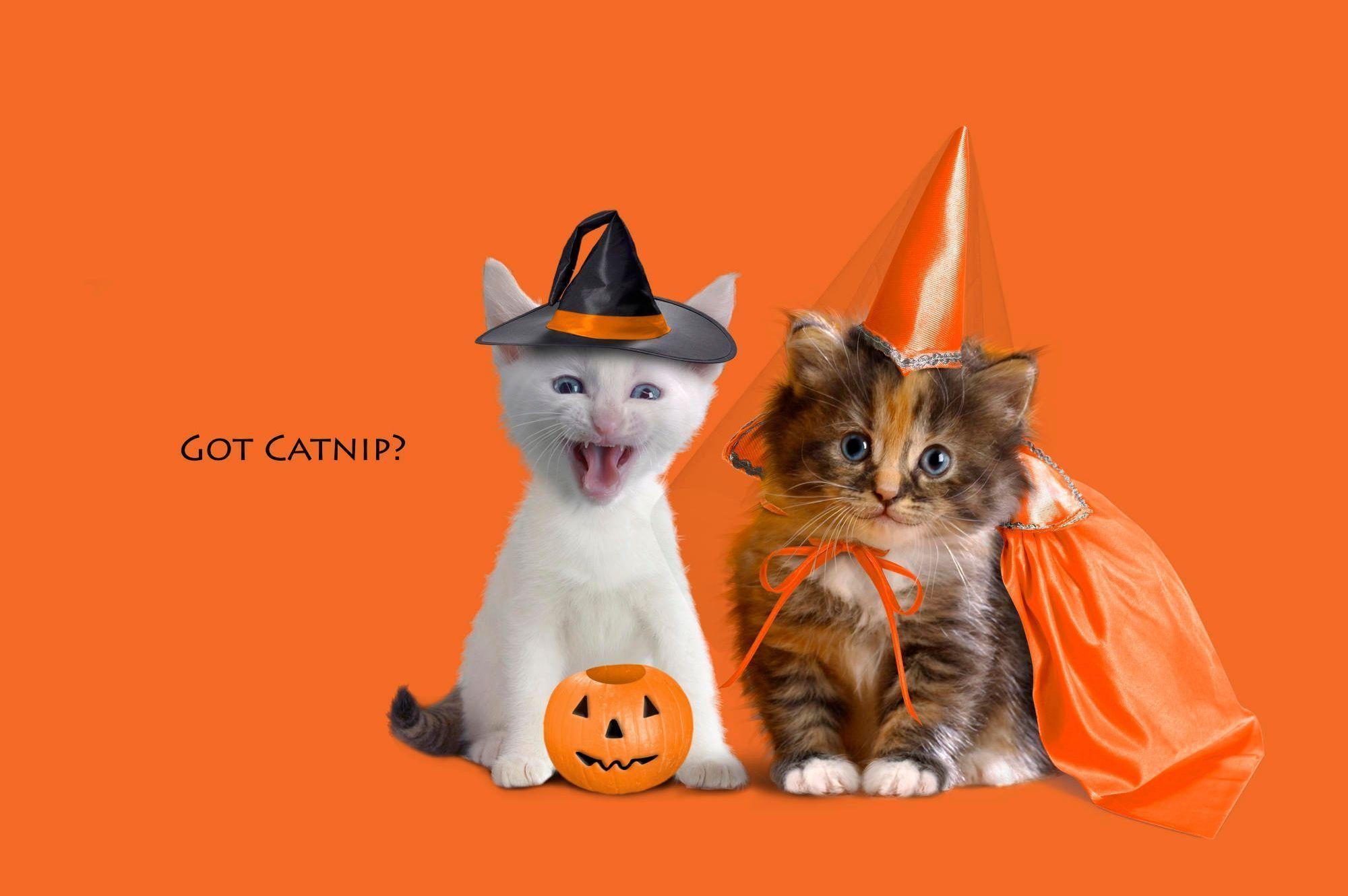 image For > Cute Halloween Cat Image