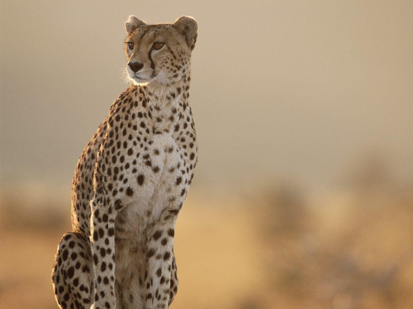 female cheetah desktop wallpaper