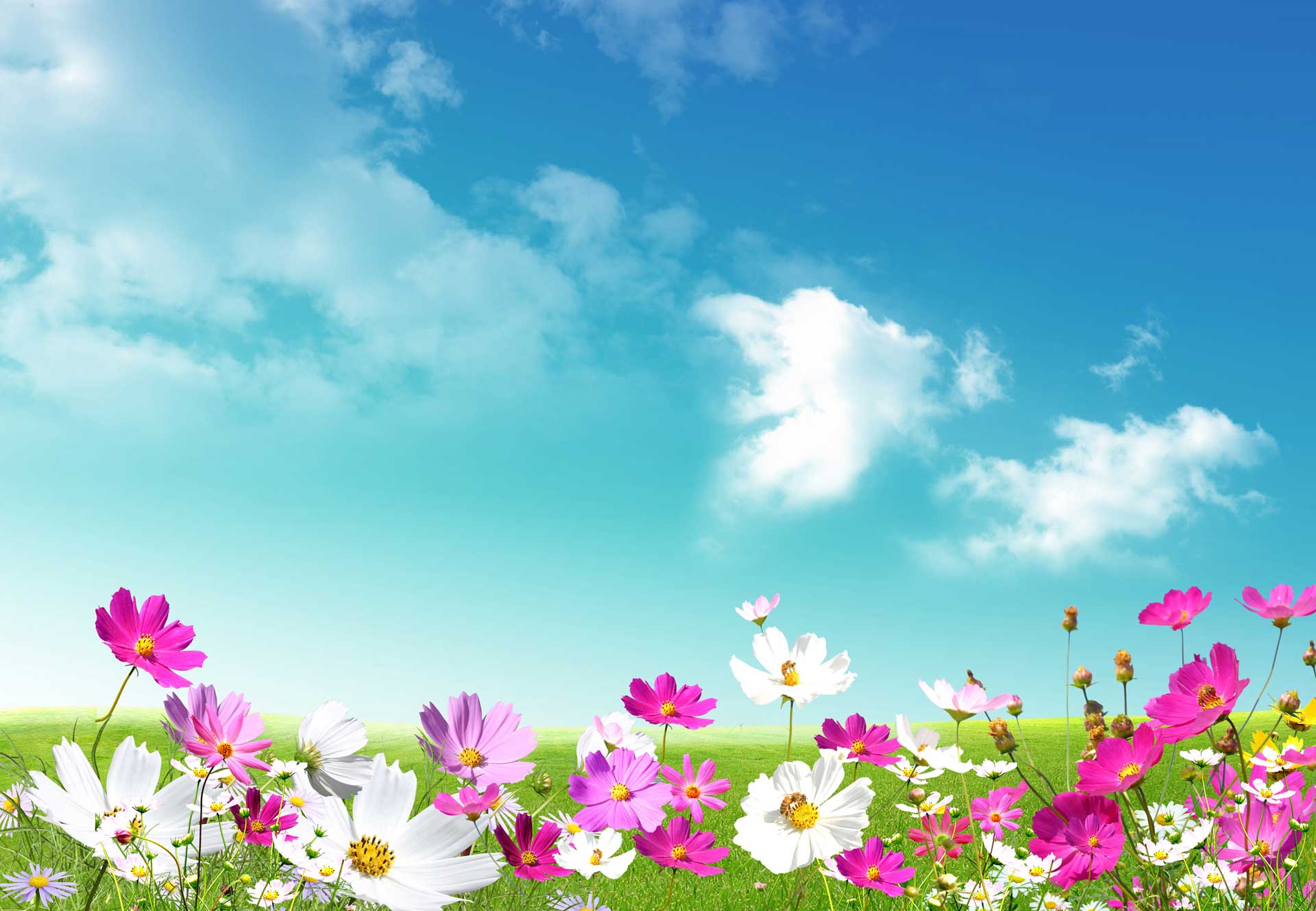 White and pink flowers in Spring desktop background