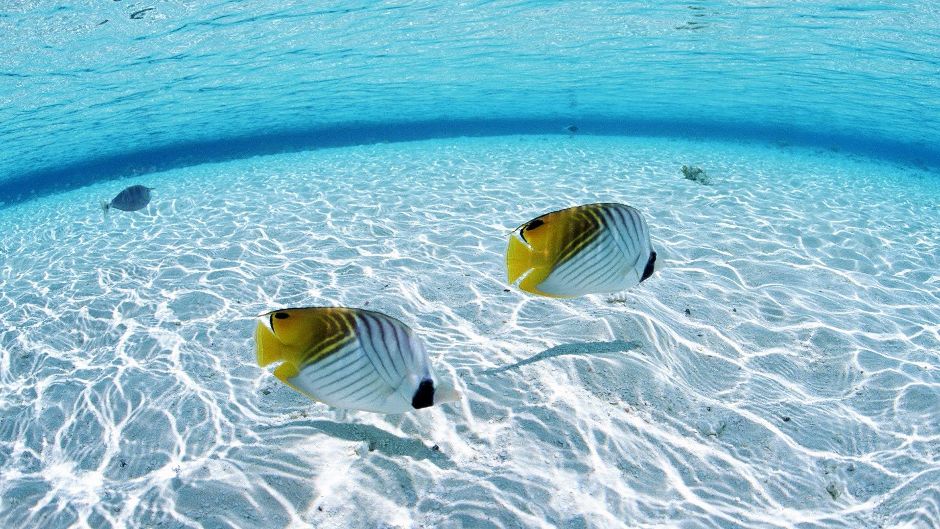 image For > Tropical Fish Background