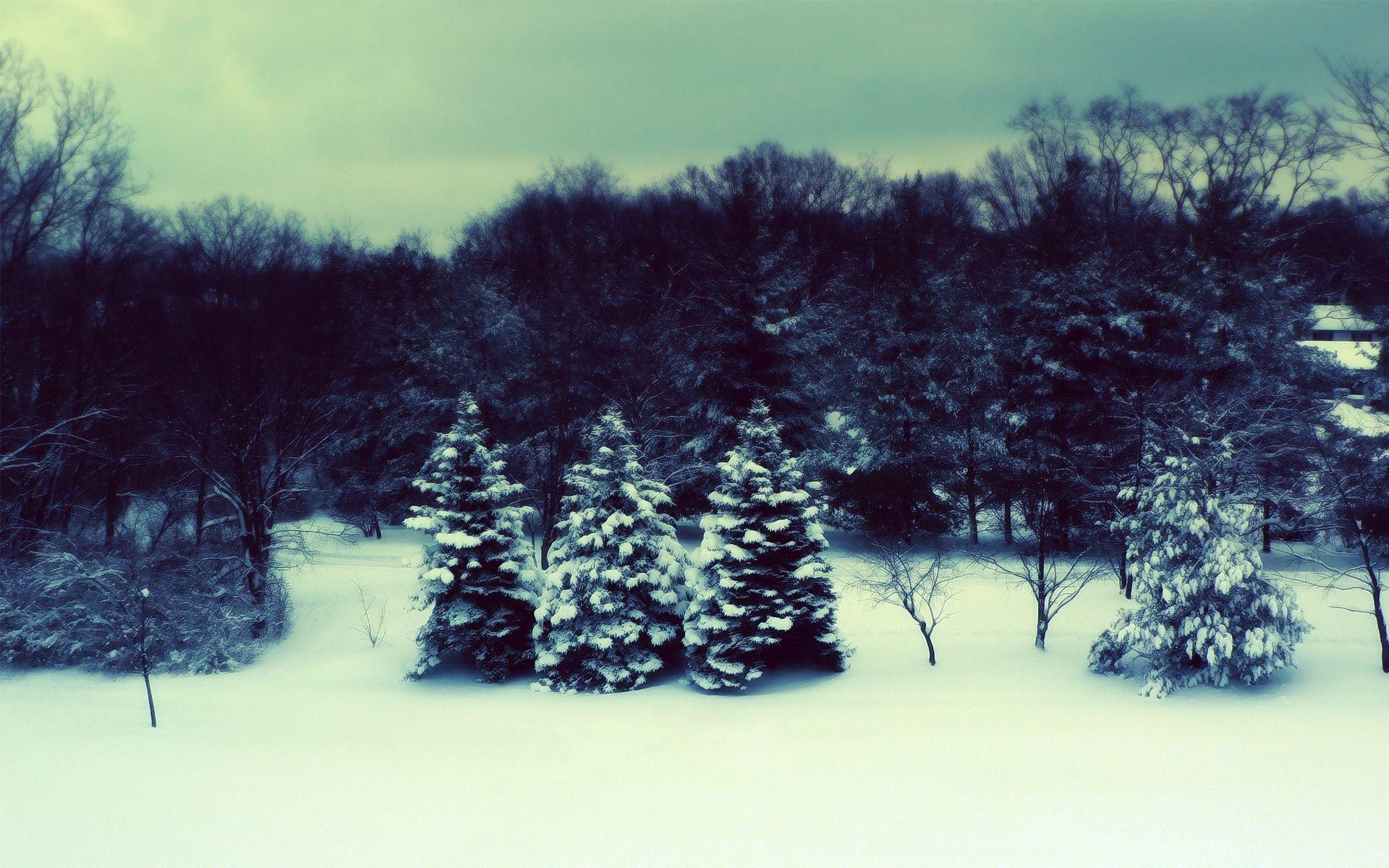 image For > Snow Forest Wallpaper