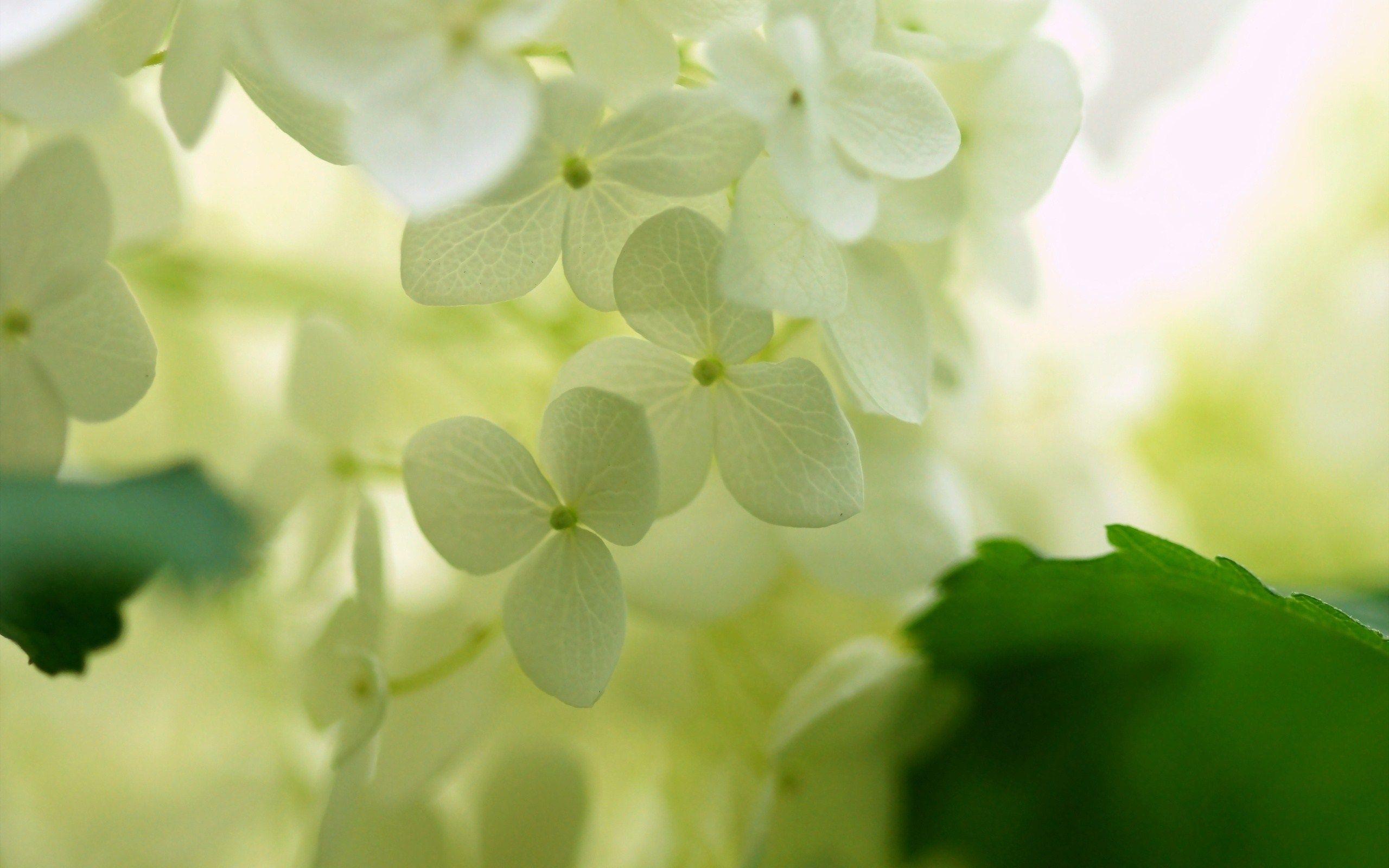 white hydrangea flowers leafs focus nature wide HD wallpaper