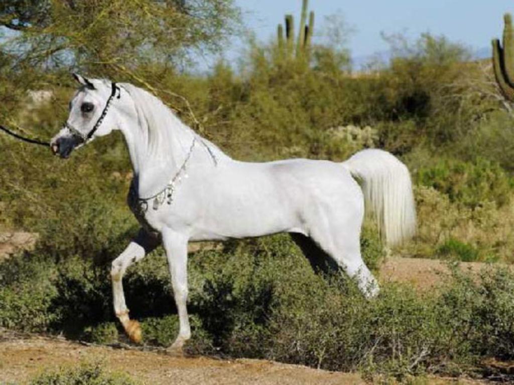 White Arabian Horse wallpaper
