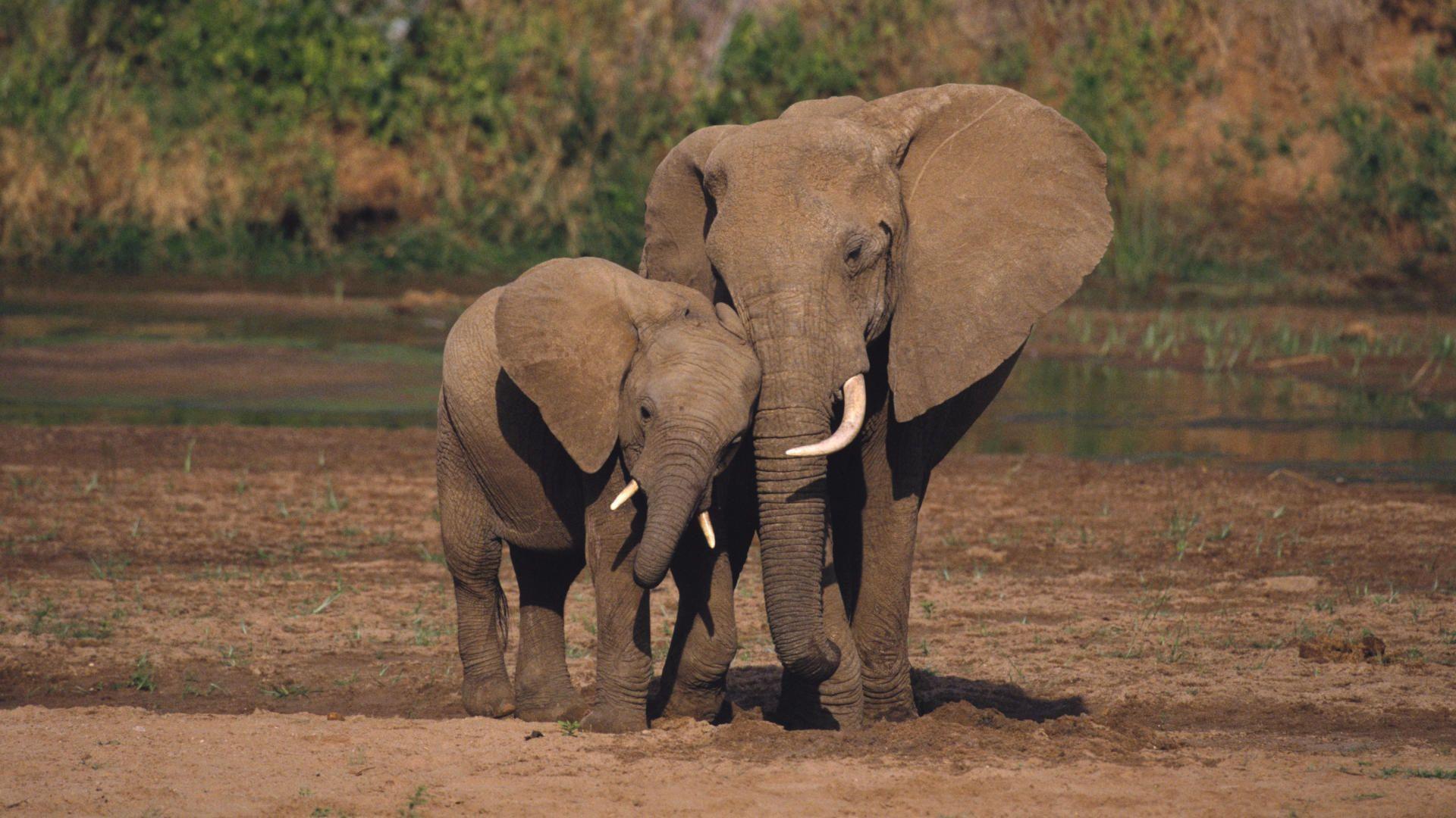 Red Elephant African Widescreen Animals Wallpaper