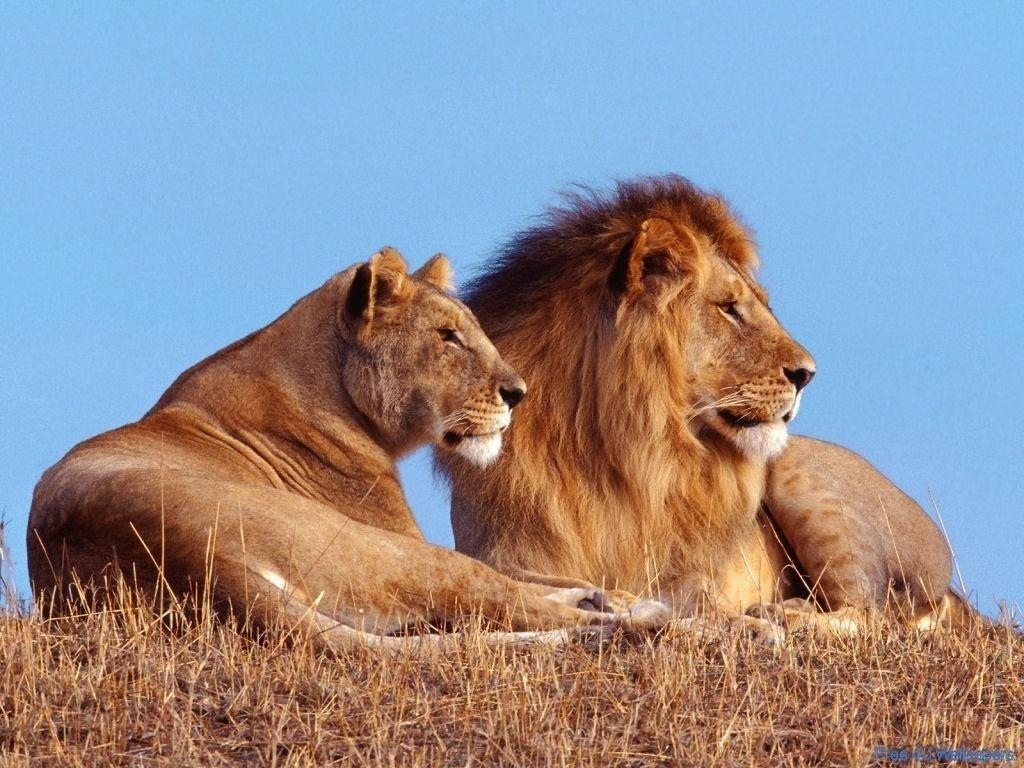 Lion And Lioness Animals Wallpaper