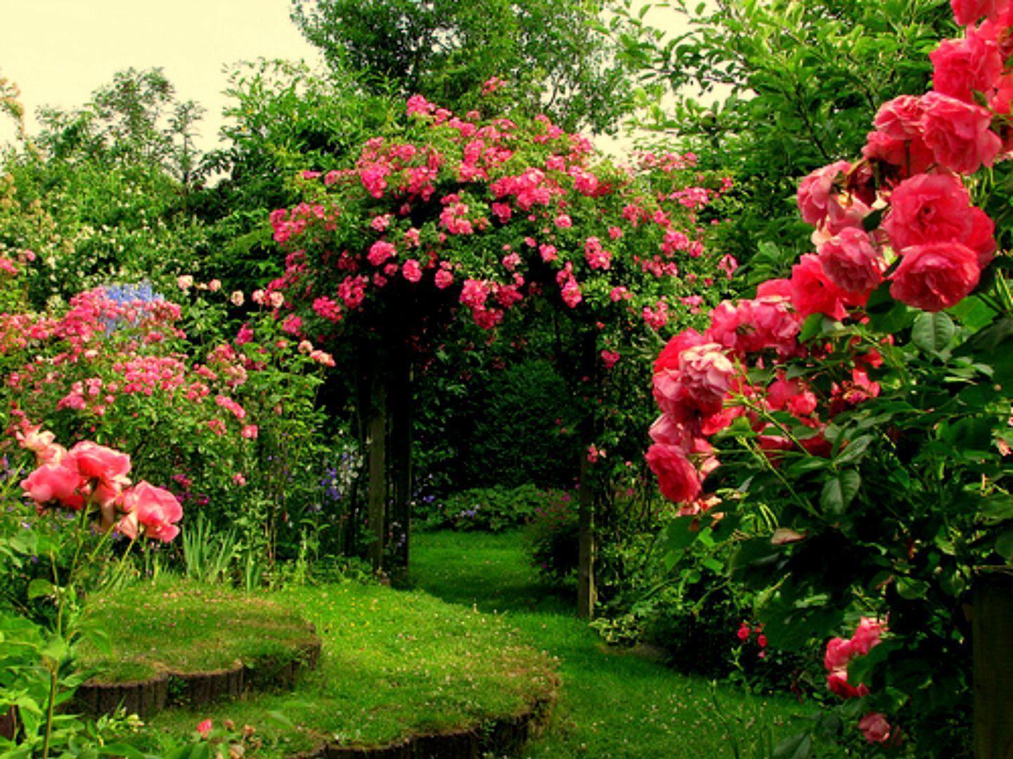 Rose Garden Background Wallpaper