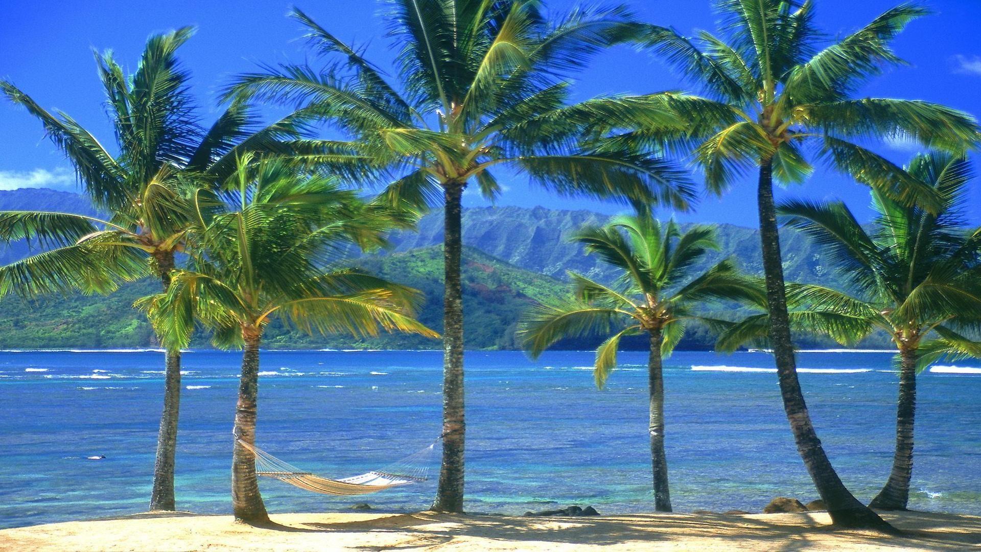 An empty hammock kauai Hawaii free desktop background