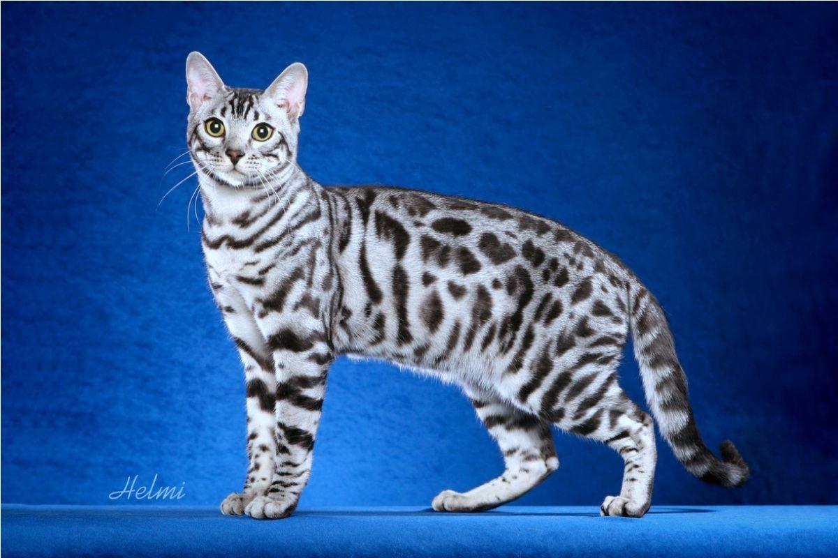 Snow Bengal Cat Wallpaper White Bengal Cats Picture Wallpaper