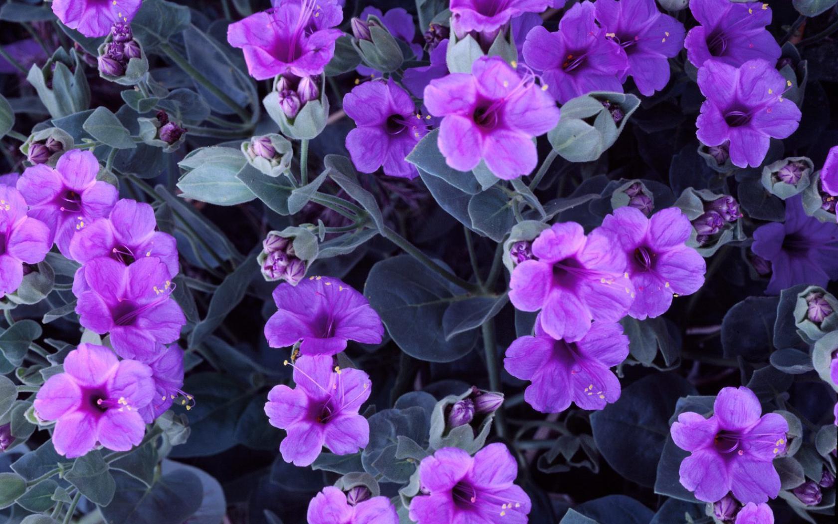 Pink And Purple Flowers Wallpaper 596 Full HD Wallpaper Desktop