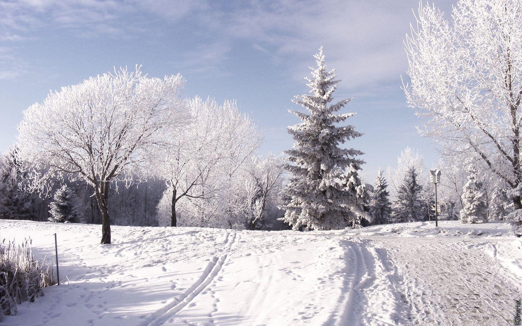 Christmas Nature Winter (id: 104747). WallPho