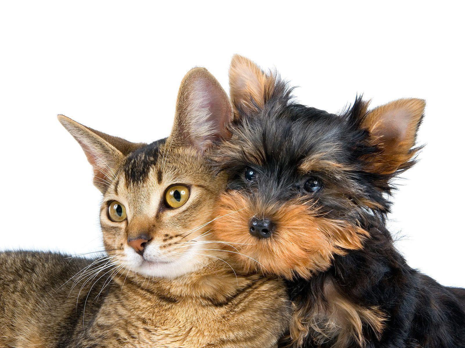 Desktop Wallpaper · Gallery · Animals · Cat and dog friends. Free