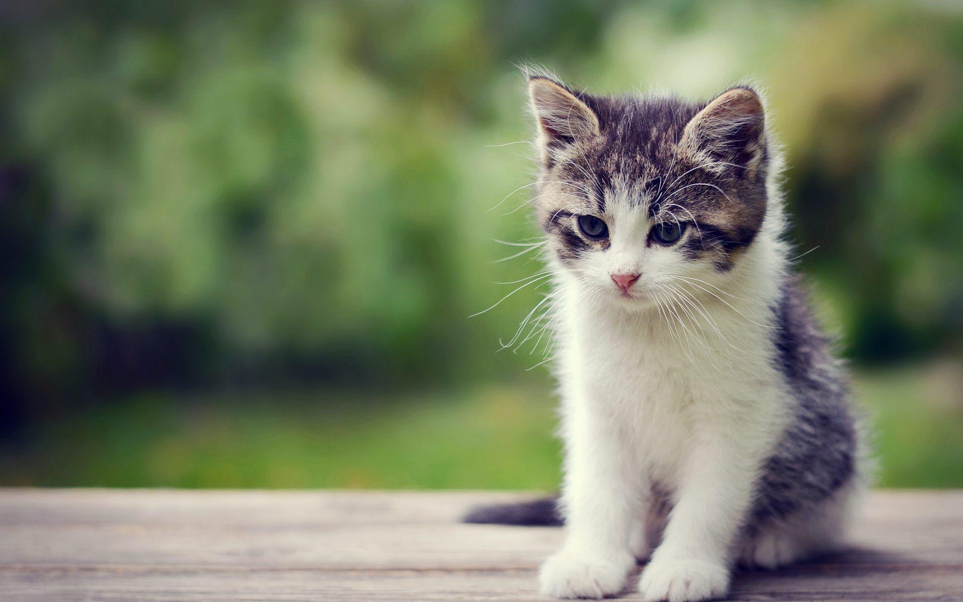 Cute Little Kitten Exclusive HD Wallpaper #