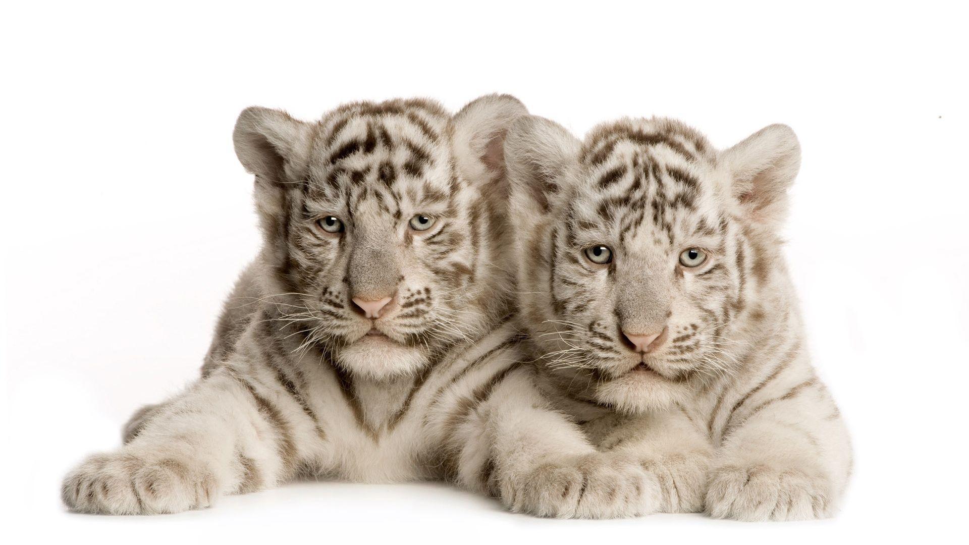Wallpaper For > White Tiger Cubs Wallpaper In Snow