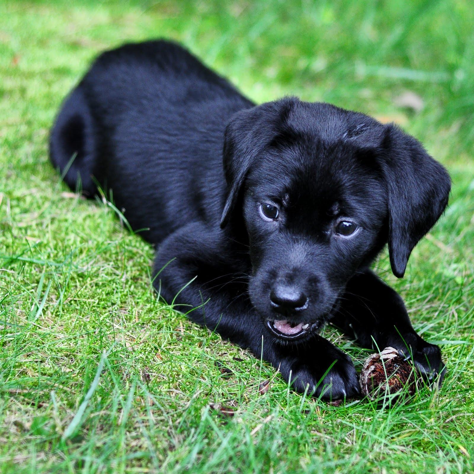 image For > Black Labrador Retriever Puppies Wallpaper