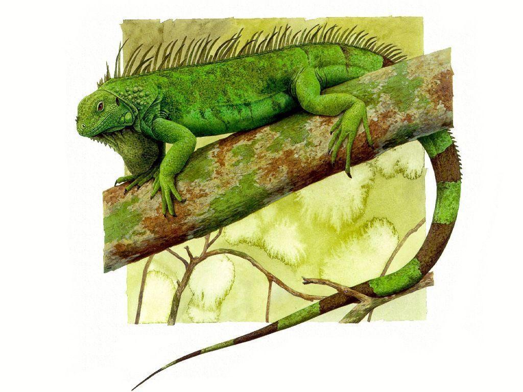 Iguana wallpaper Wallpaper Wallpaper 3426
