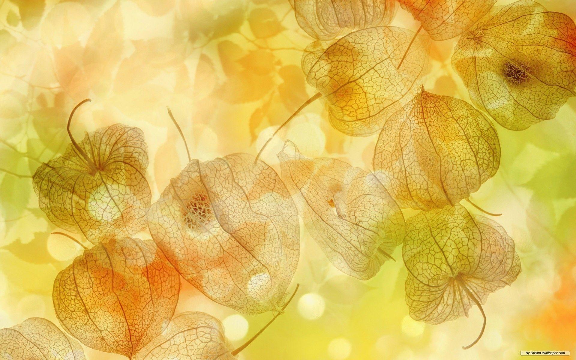Free Wallpaper Nature wallpaper Seasons Autumn Winter