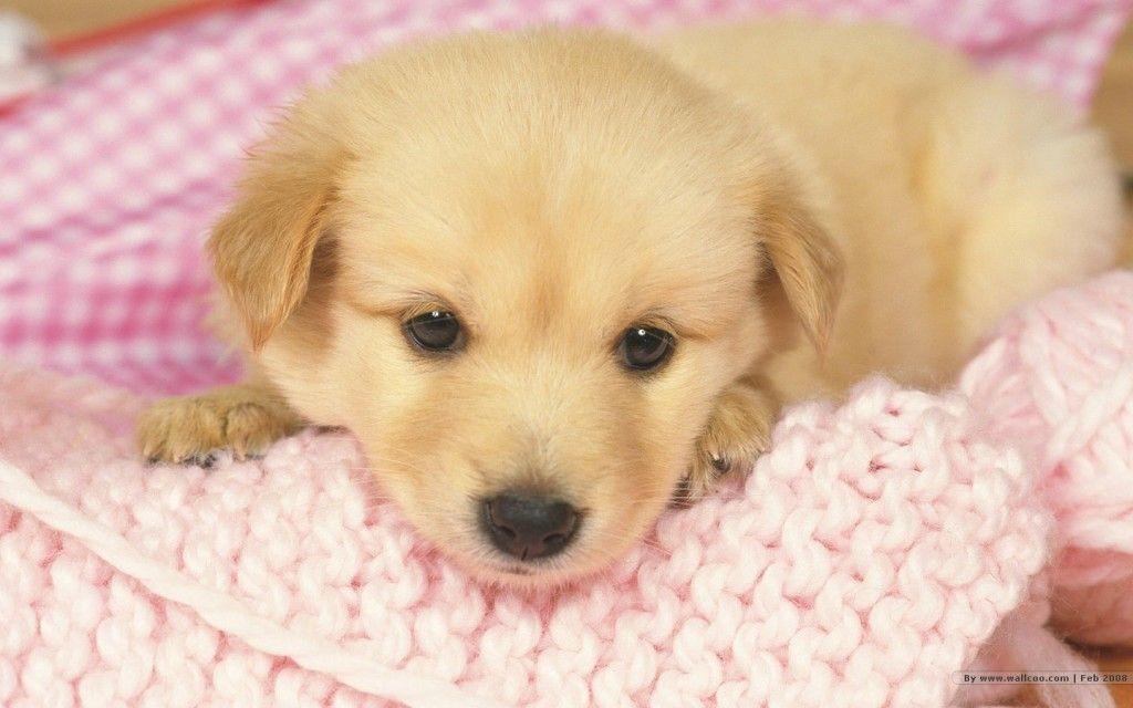Puppy Backgrounds For Computer - Wallpaper Cave