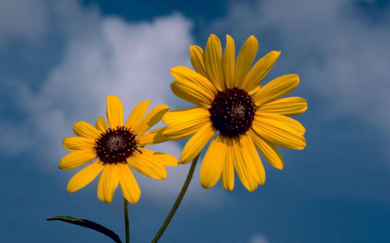 Download Free Sun Flower Sunflower Desktop Background Theme 68459