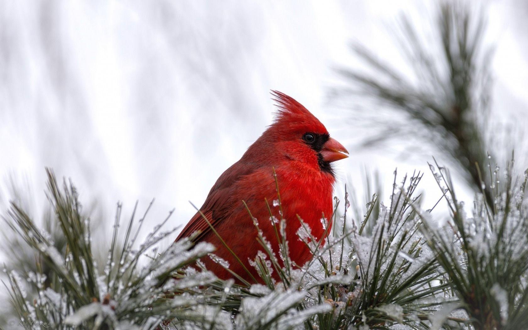 Wallpaper cardinal, bird, bird, red, snow wallpaper animals