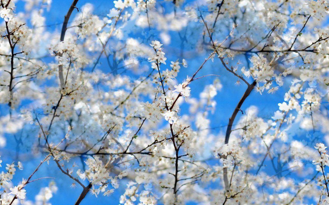 Spring Picture Of Flowers Cherry Blossom Spring Flowers Wallpaper