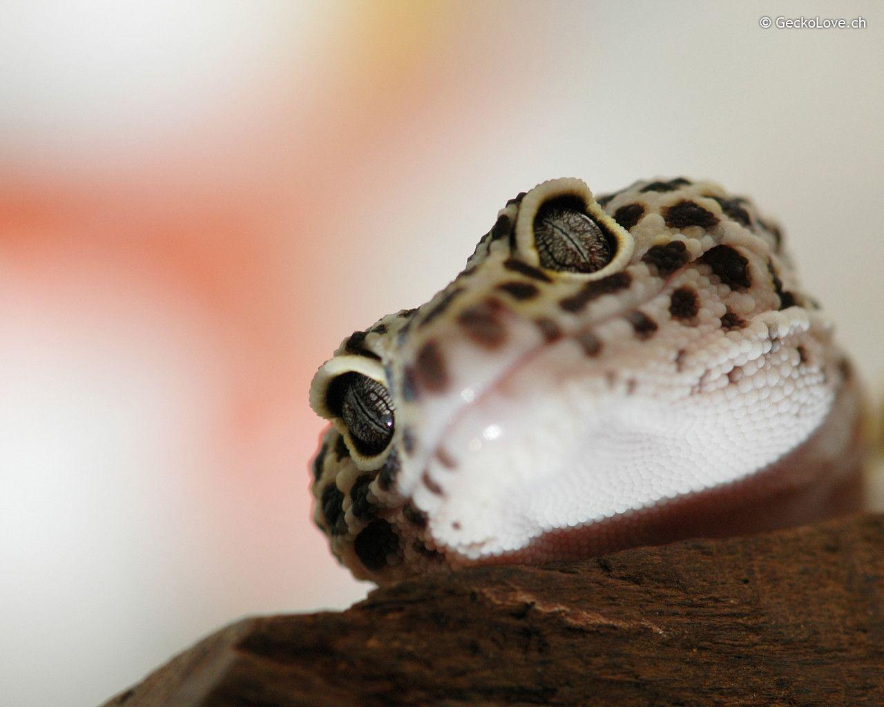 Leopard Gecko Wallpaper Computer