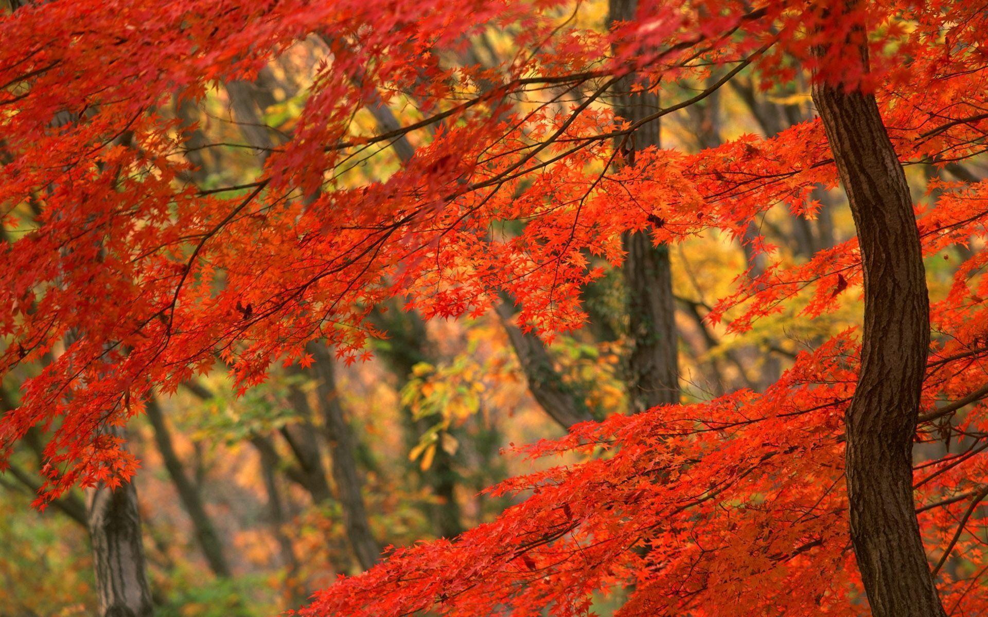 Fall Leaves Wallpaper Desktop Image & Picture