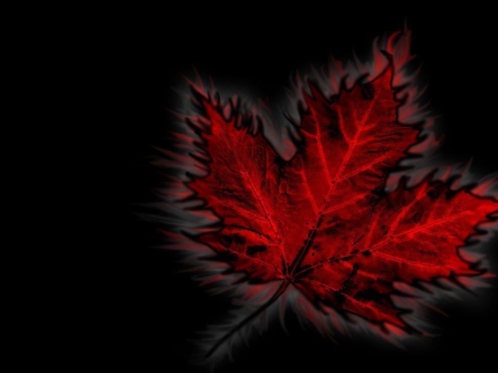image For > Canada Flag Leaf Wallpaper