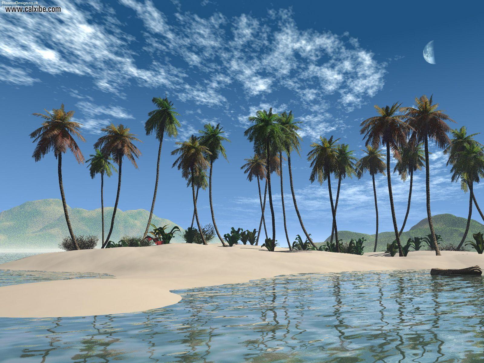 Palm Trees On The Beach 17337 HD Wallpaper in Beach n Tropical