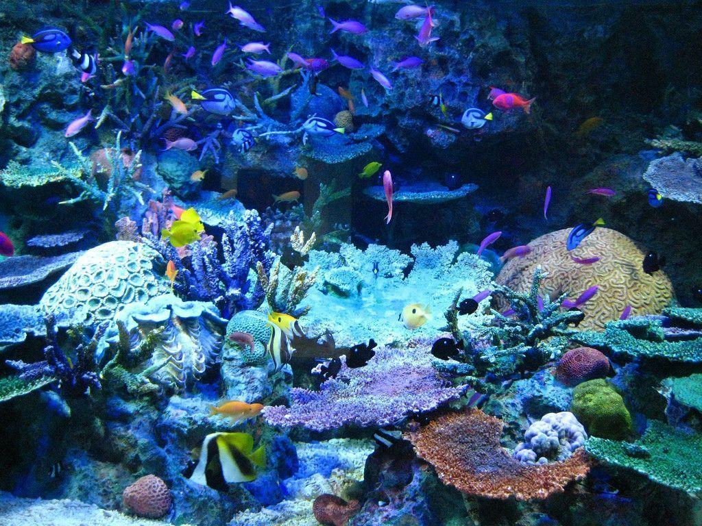 Tropical Fish Background