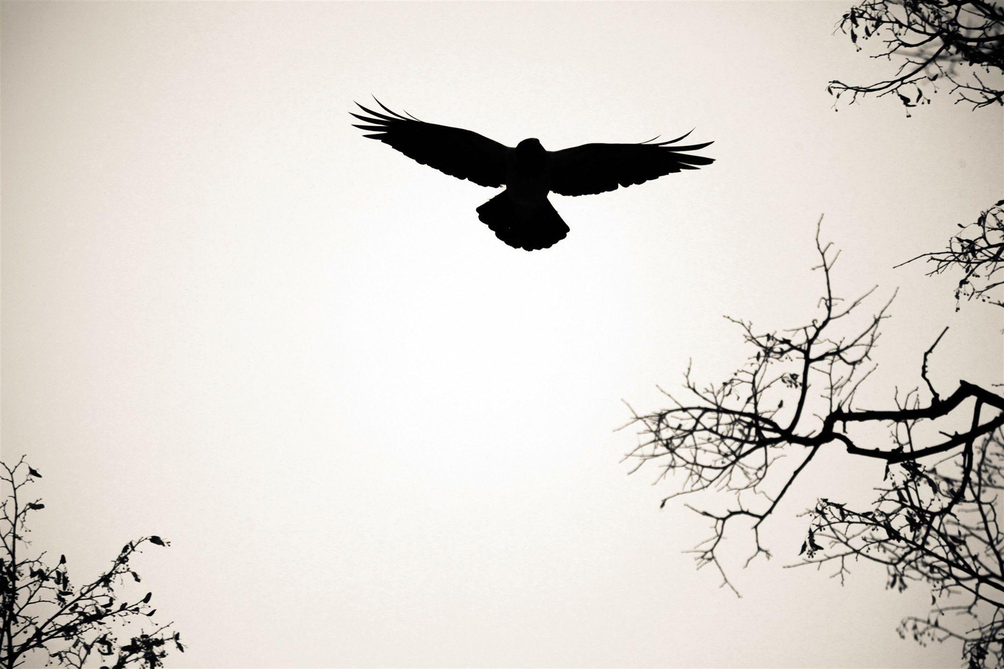 Download wallpaper bird, silhouette, swing, flight free desktop