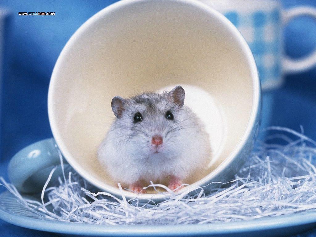 Cute Pet Hamster Wallpaper / Photo1