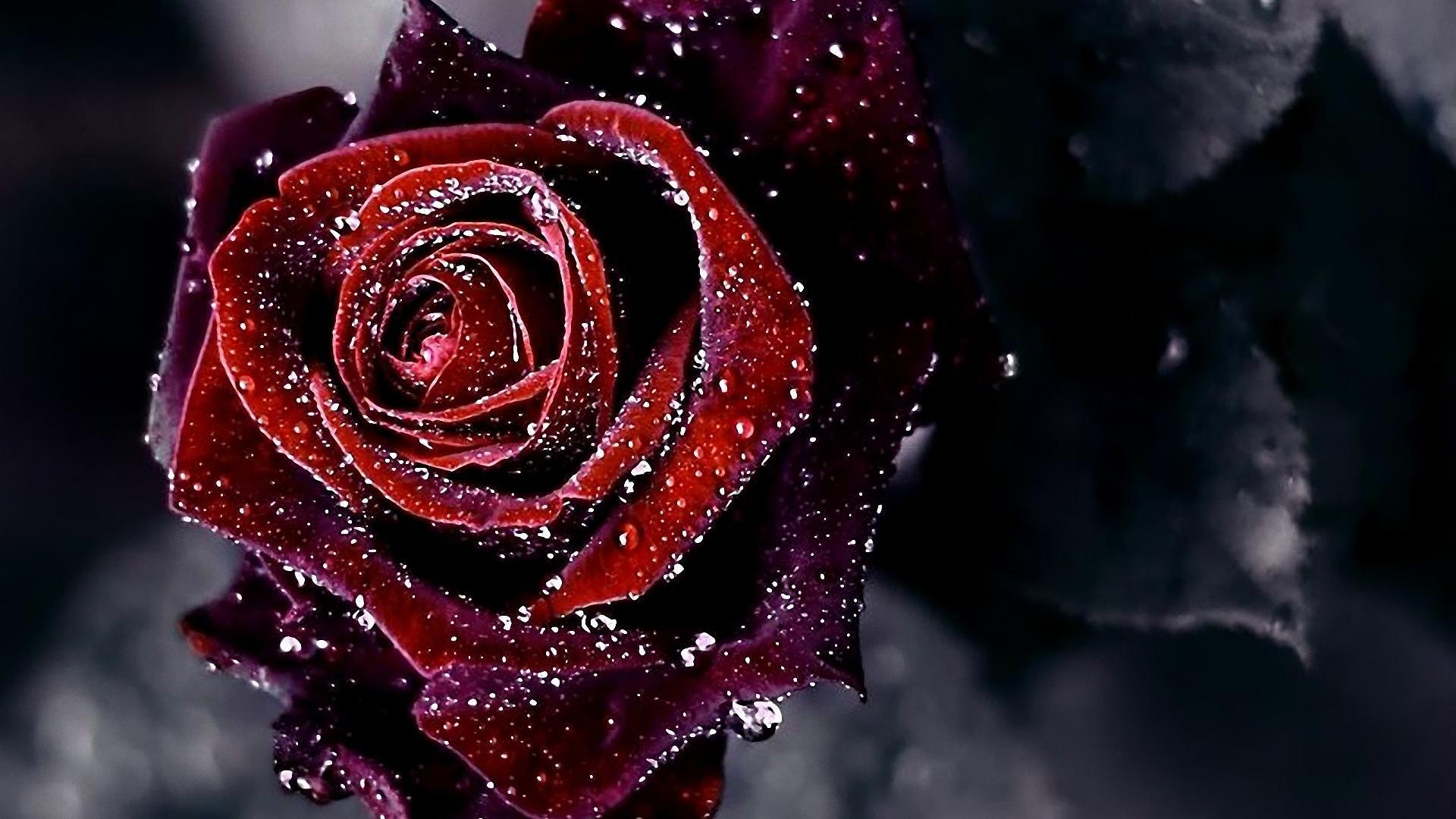 Wallpaper For > Red Rose Flower Background