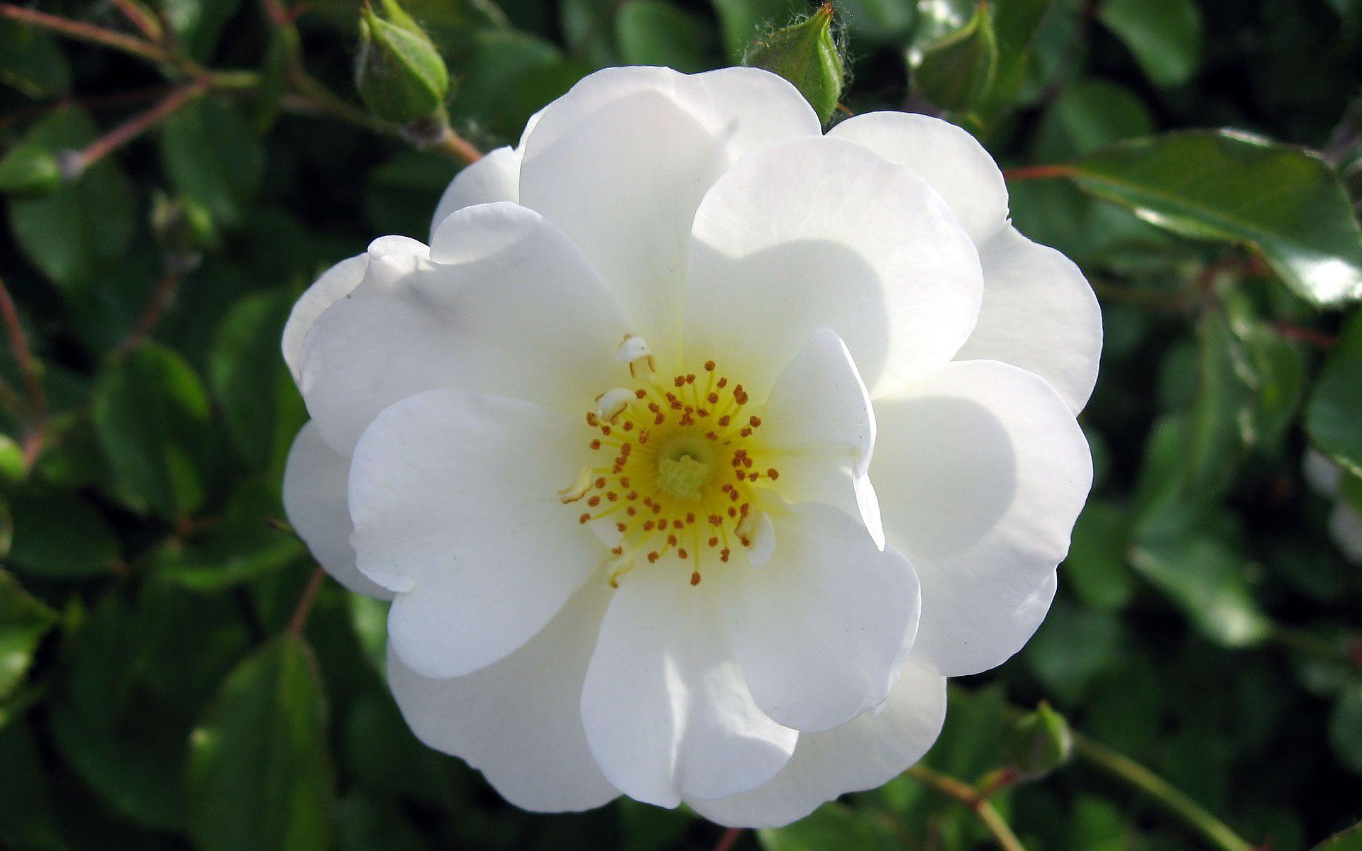 White Rose Flower Wallpaper