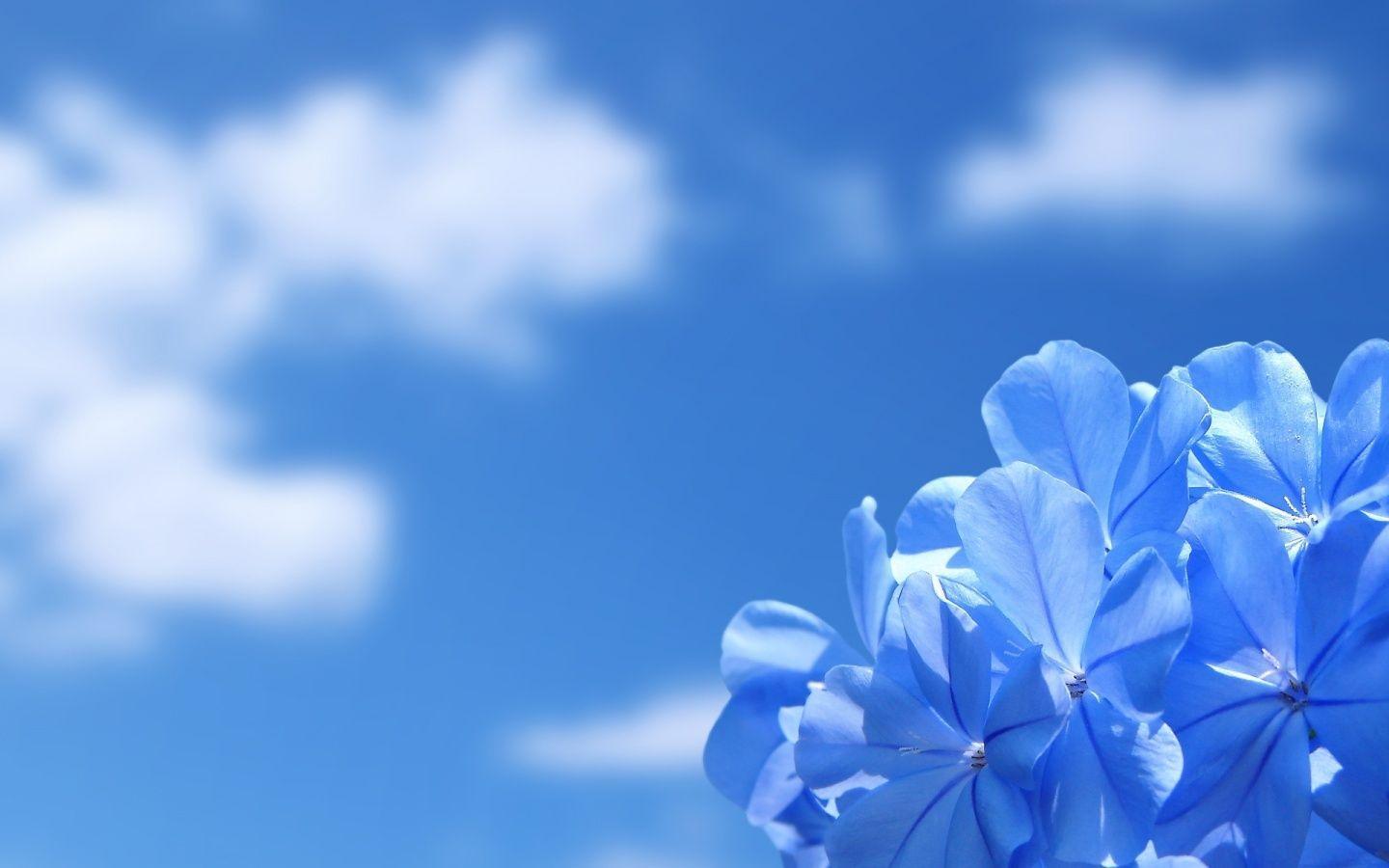 Blue Flowers And Blue Sky / Nature / Screen Wallpaper