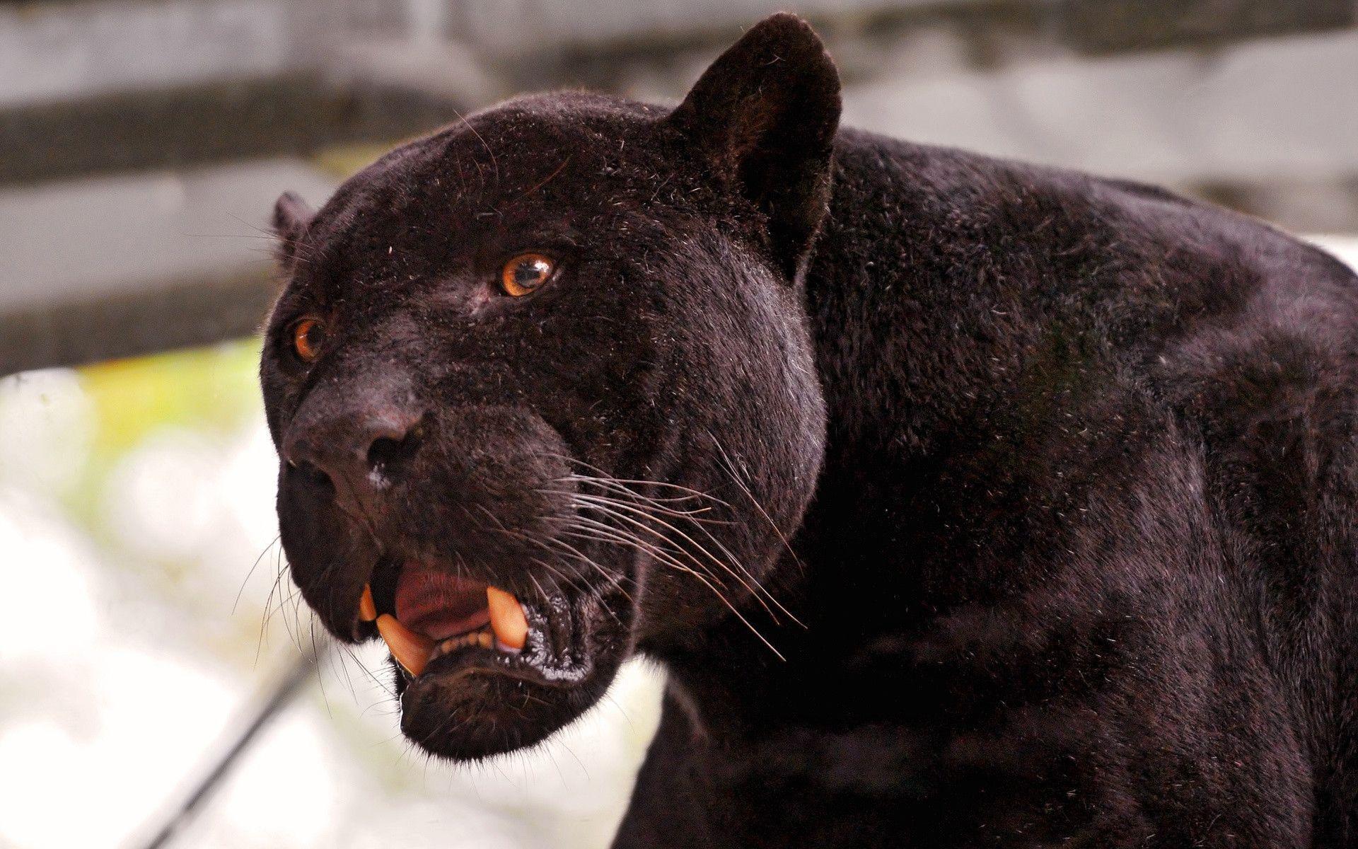 Linus the black jaguar, with open mouth 1920x1200 Wallpaper