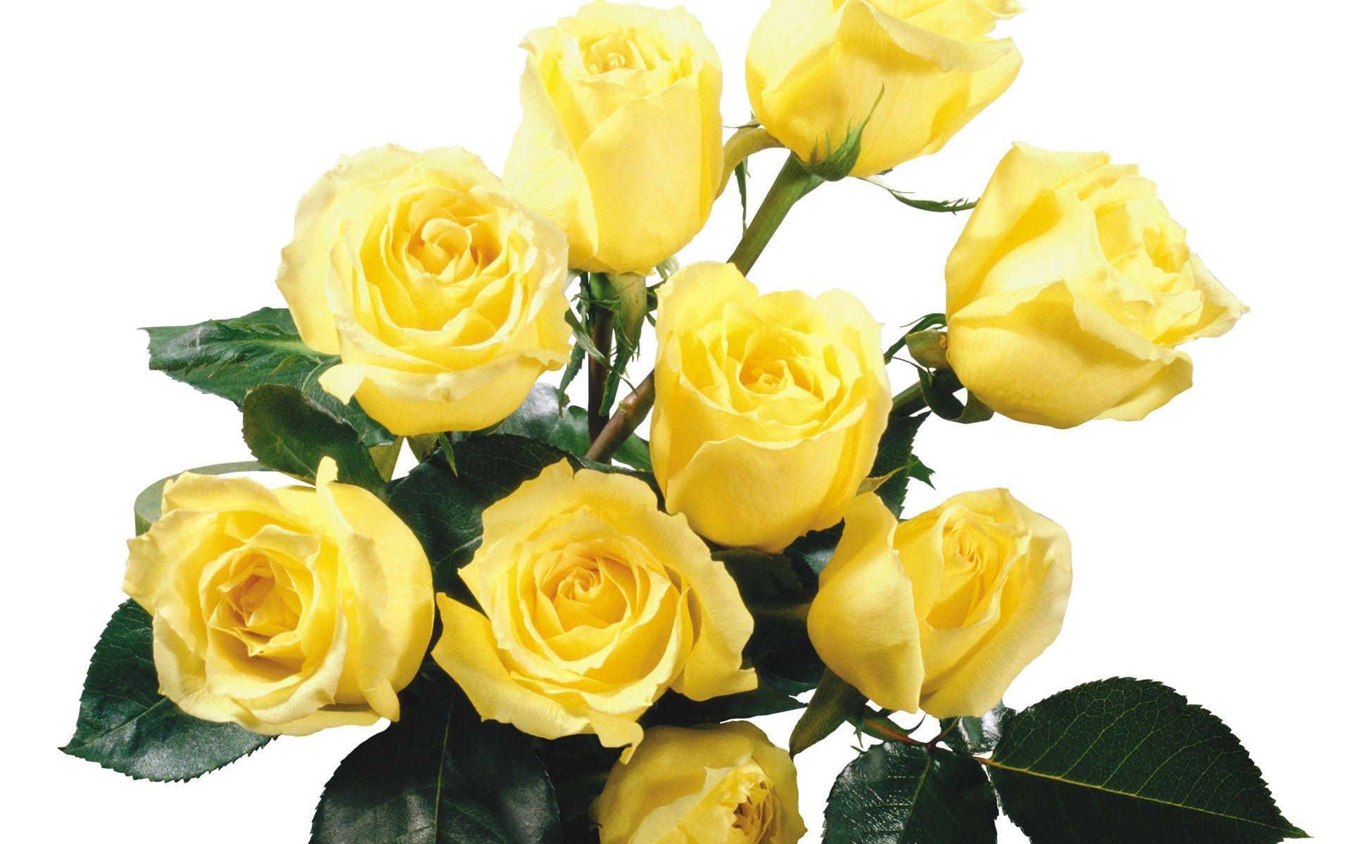 Flowers For > Yellow Rose Wallpaper