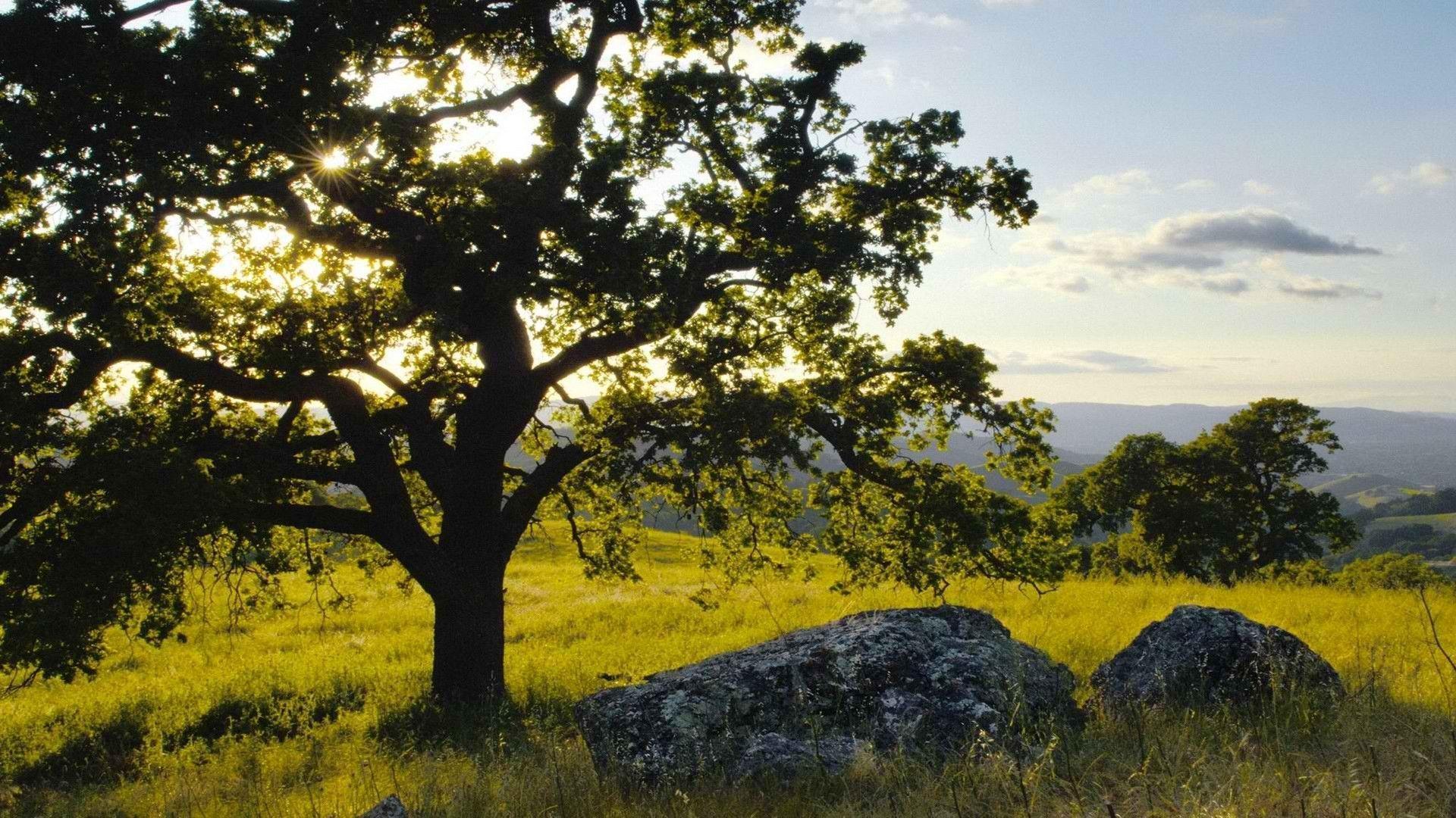 The Image of World Hills California Parks Mount Oak 1920x1080 HD