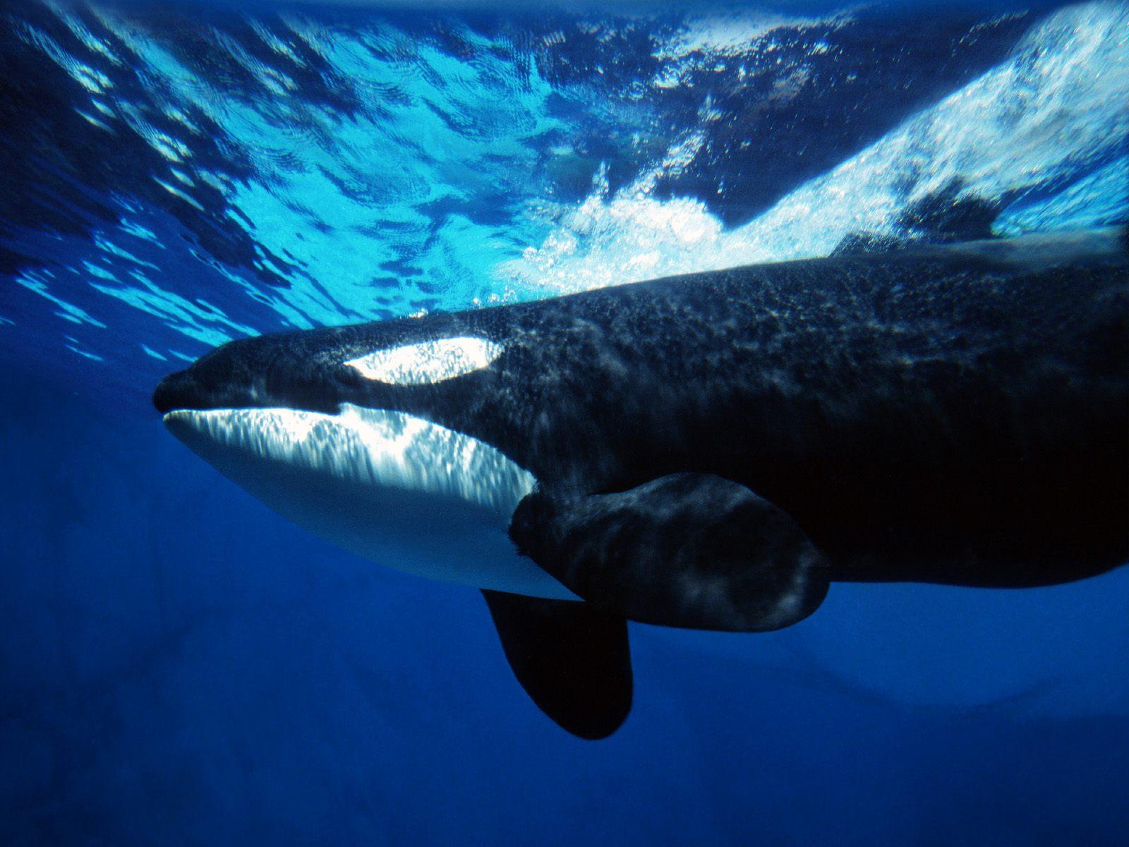 Orca whale underwater free desktop background wallpaper image