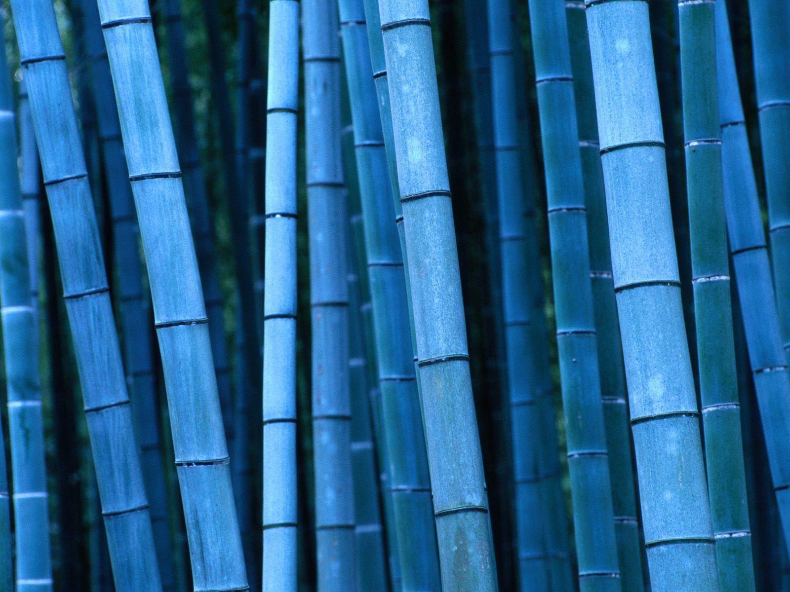 Wallpaper bamboo, kyoto, kinki, japan, bamboo, japan, kyoto, kinki