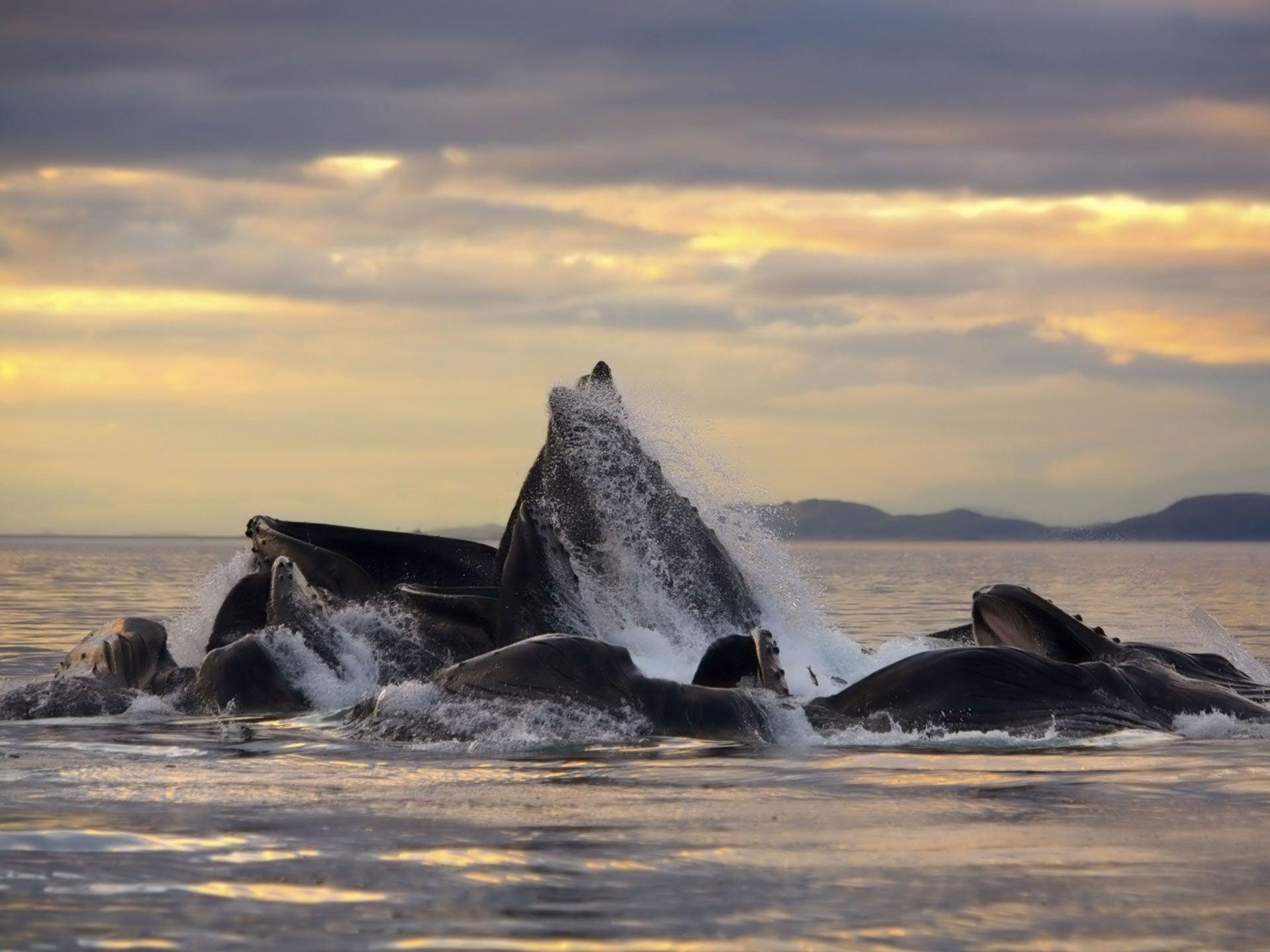 Desktop Wallpaper · Gallery · Animals · Whales Cetaceans, Humpback