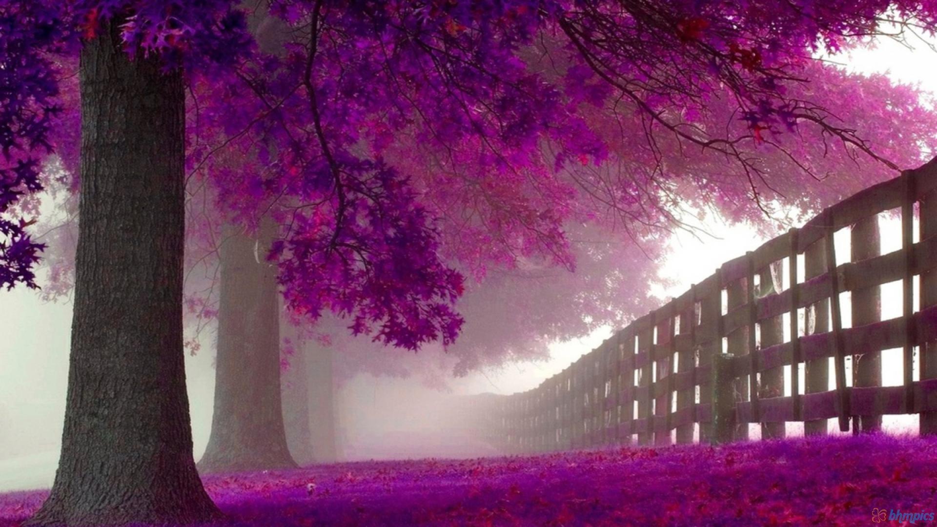 HD *Pink And Purple Autumn* Wallpaper